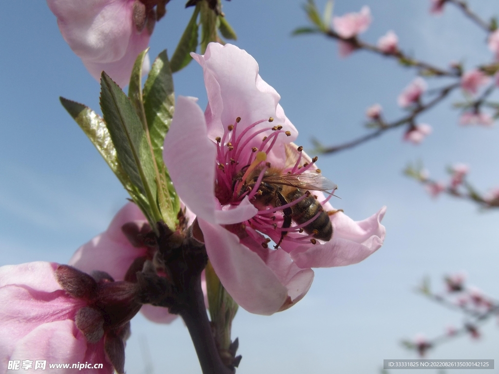 蜜蜂 授粉