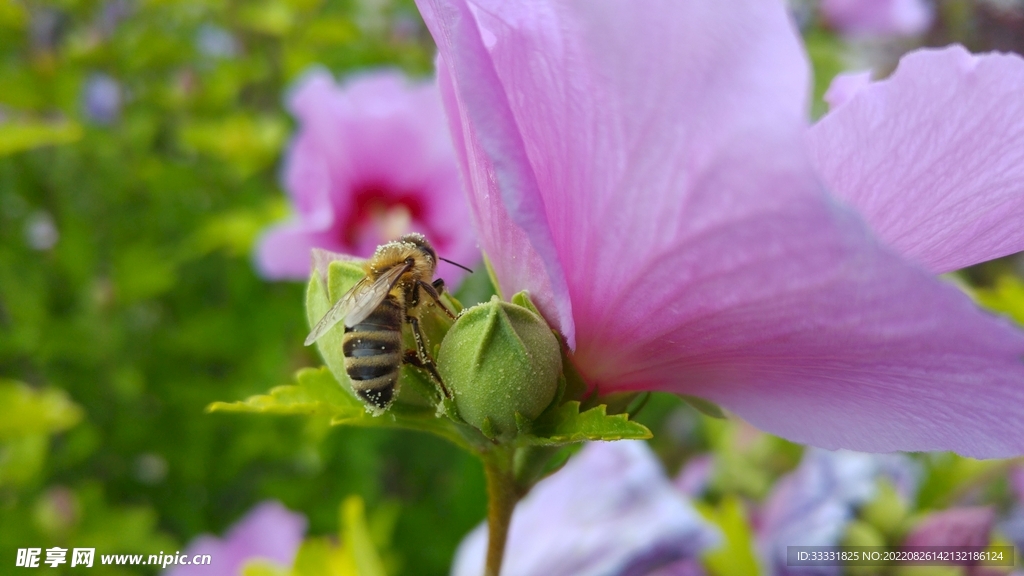 蜜蜂 授粉