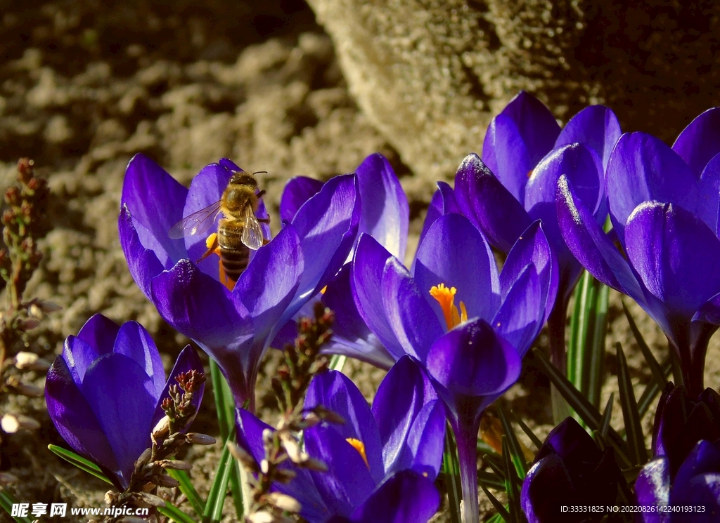 蜜蜂 授粉