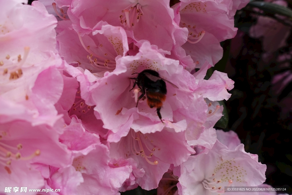 蜜蜂 授粉