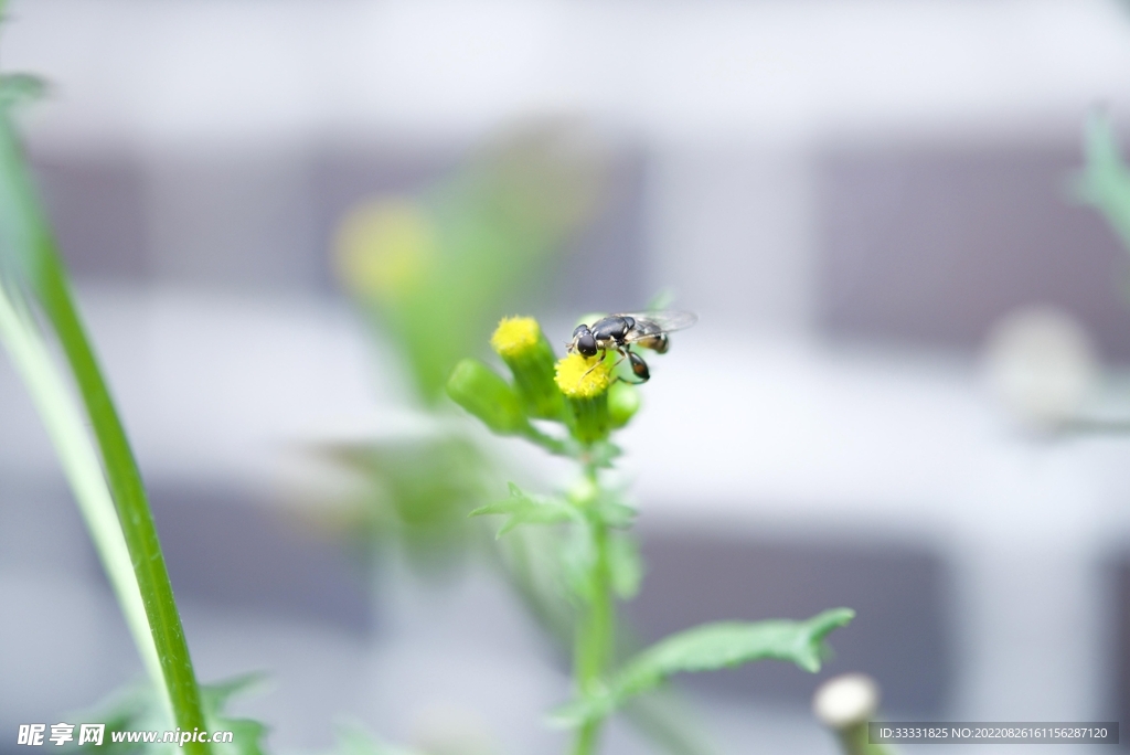 蜜蜂 授粉