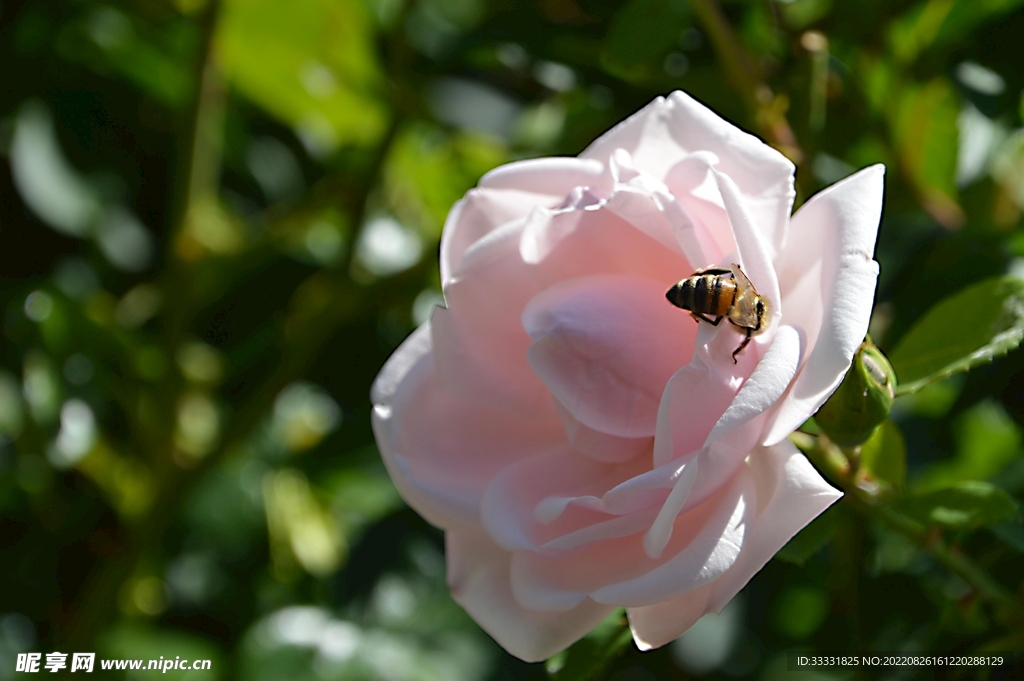 蜜蜂 授粉
