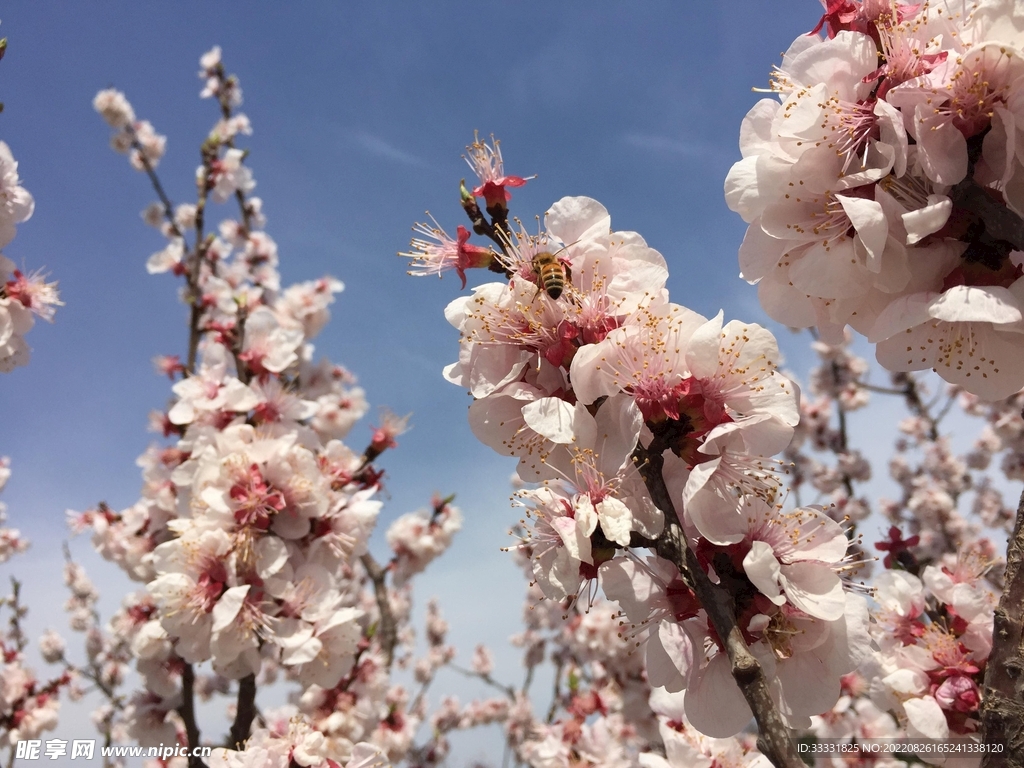蜜蜂 授粉