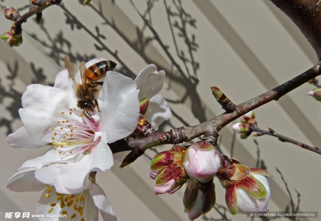 蜜蜂 授粉