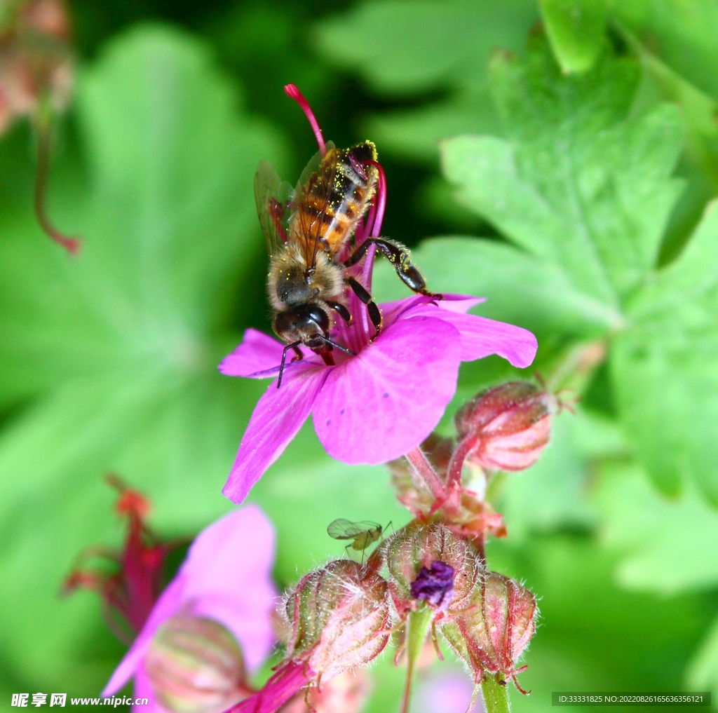 蜜蜂 授粉