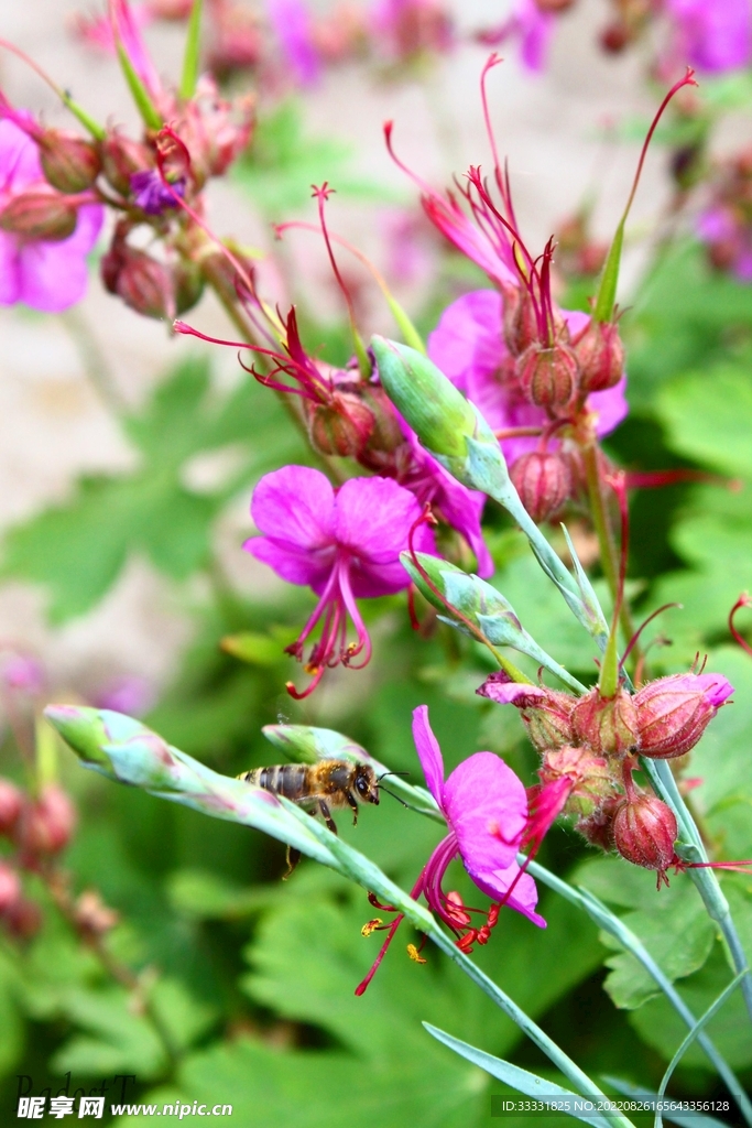 蜜蜂 授粉