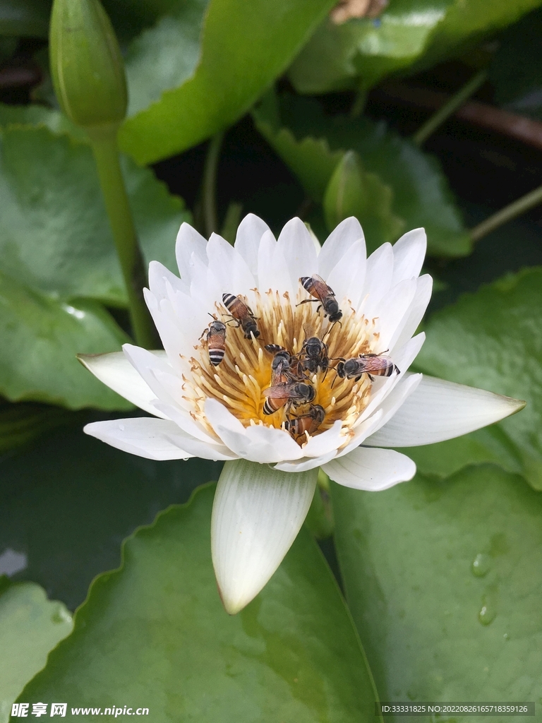 蜜蜂 授粉