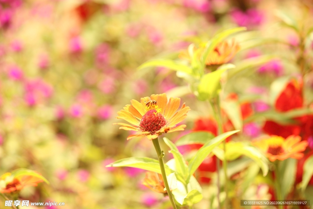 蜜蜂 授粉