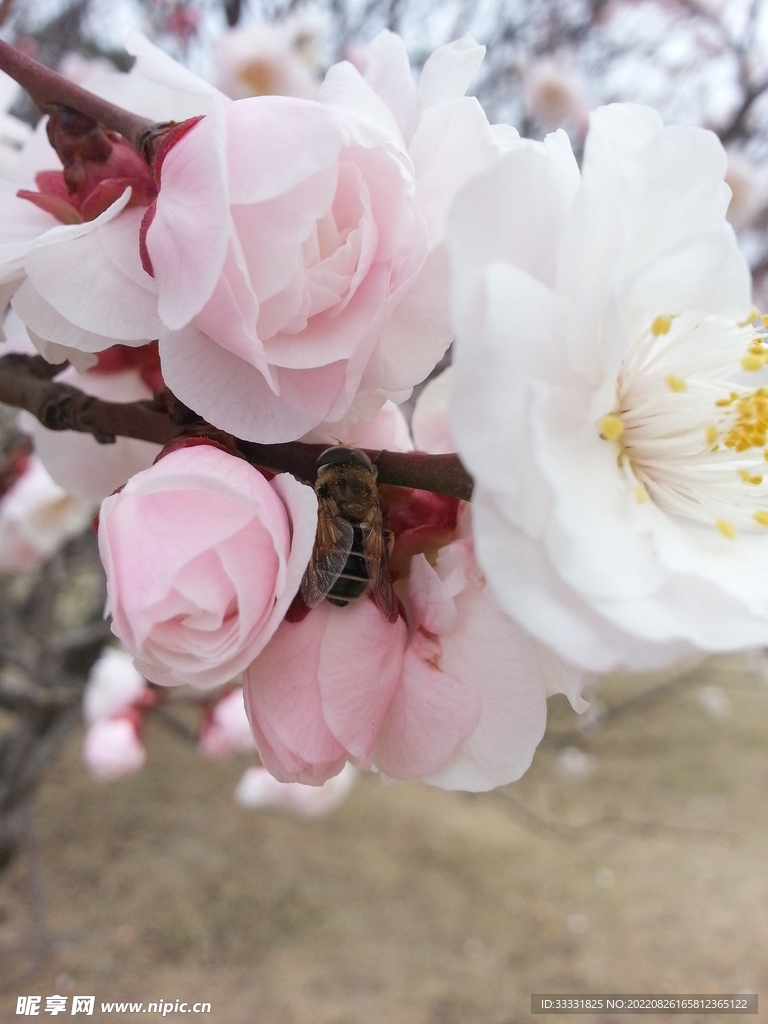 蜜蜂 授粉