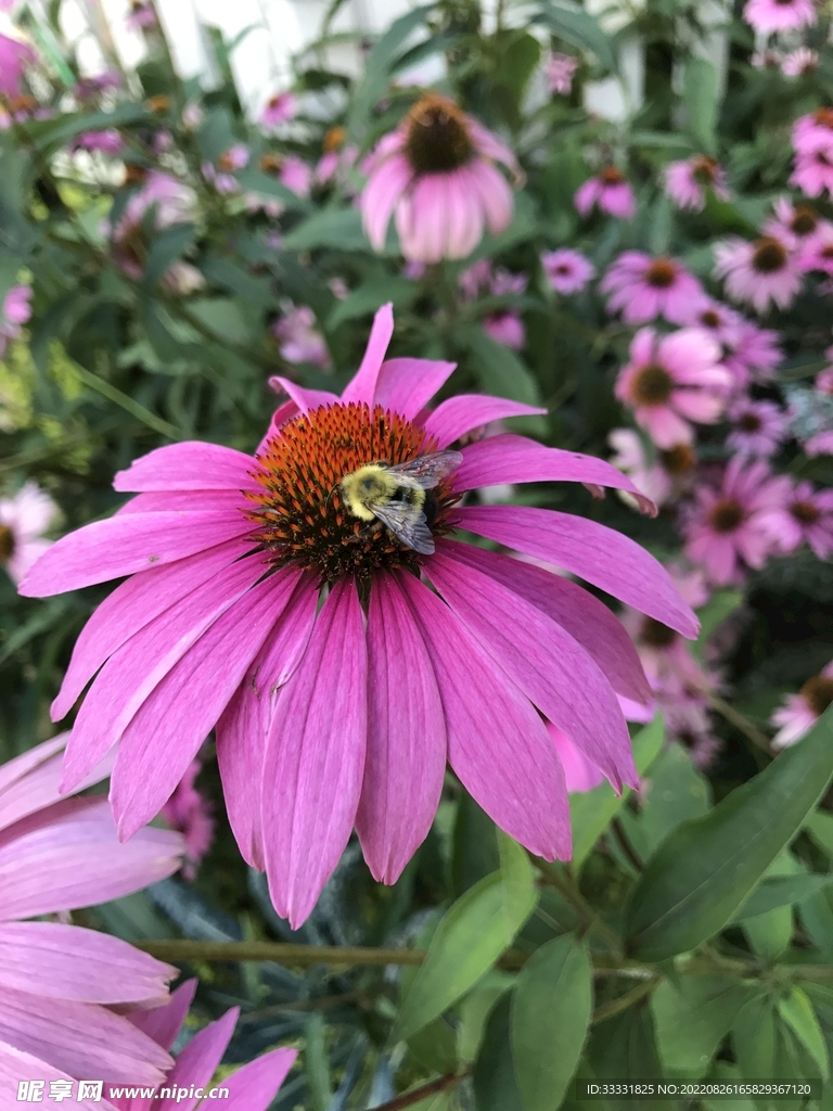 蜜蜂 授粉