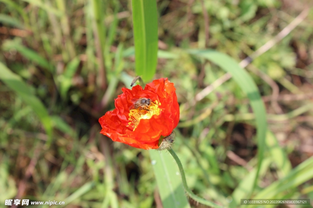 蜜蜂 授粉