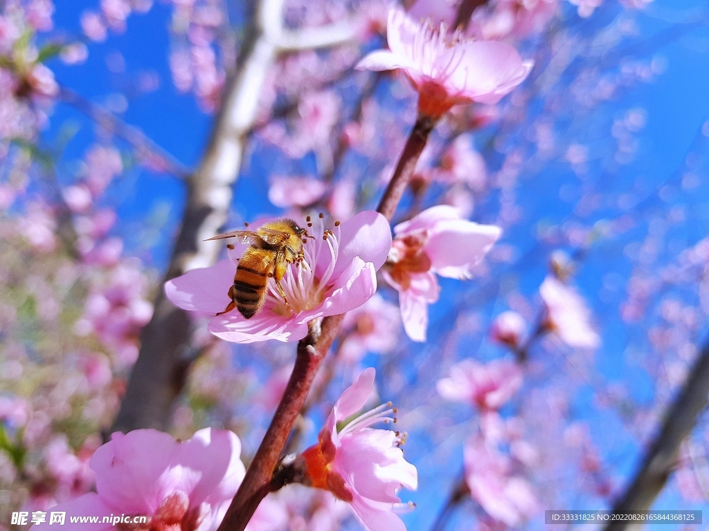 蜜蜂 授粉