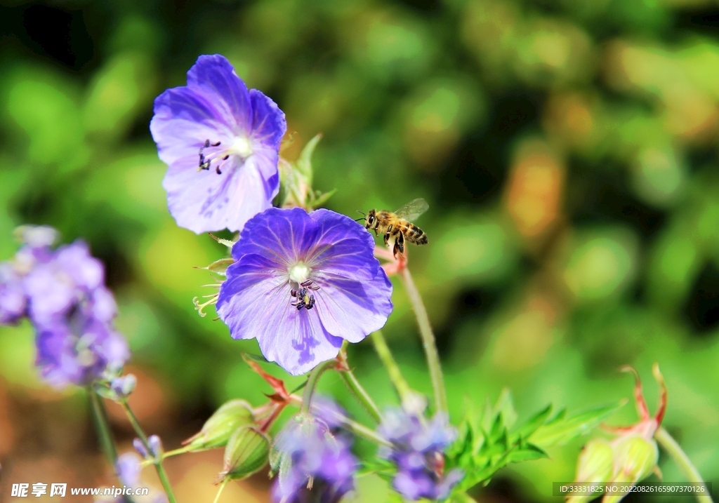 蜜蜂 授粉