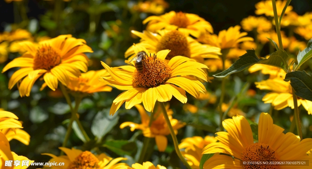 蜜蜂 授粉