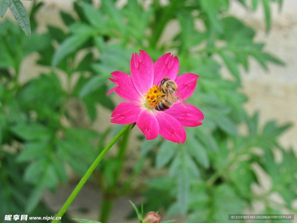 蜜蜂 授粉