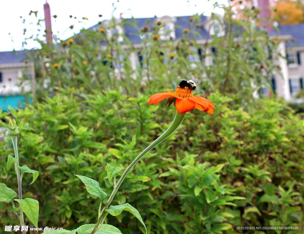 蜜蜂 授粉