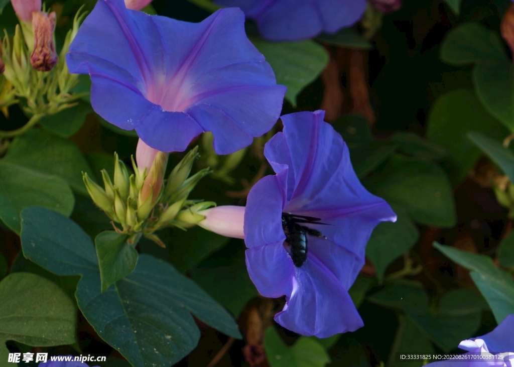 蜜蜂 授粉