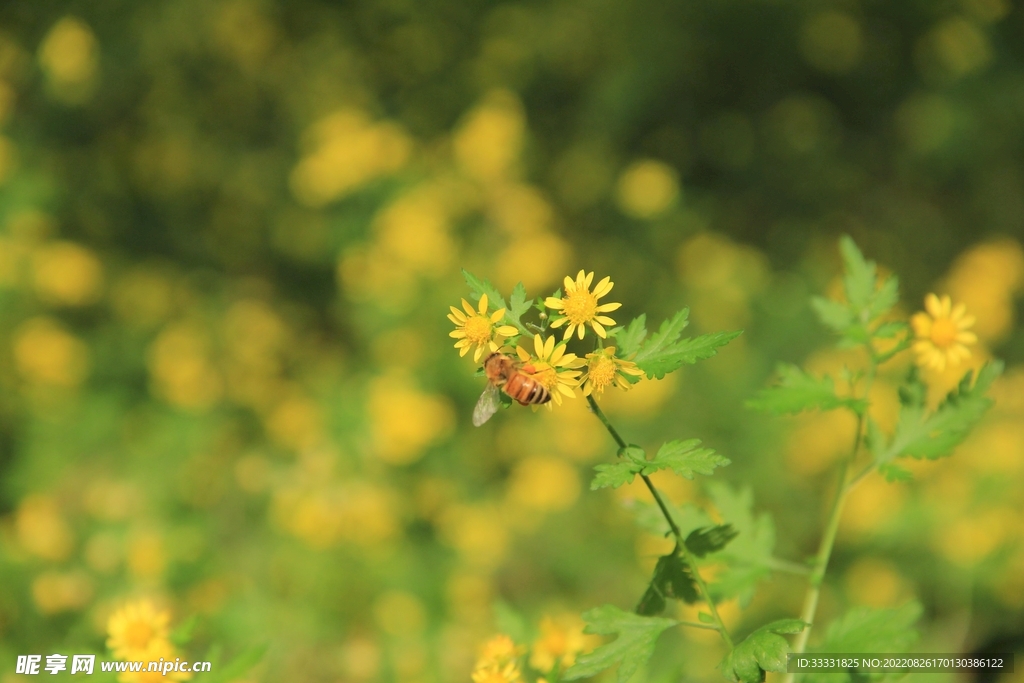 蜜蜂 授粉