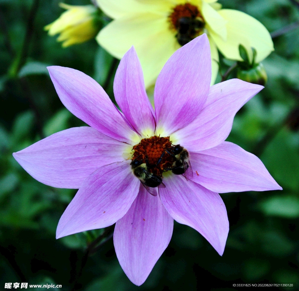 蜜蜂 授粉