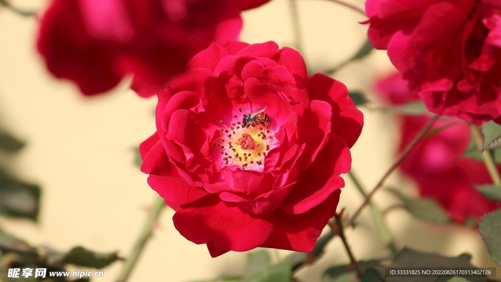 蜜蜂 授粉