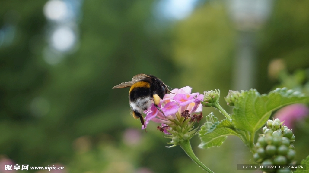 蜜蜂 授粉