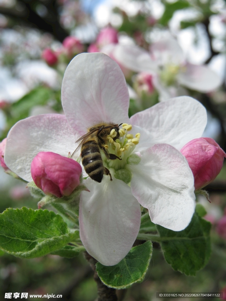 蜜蜂 授粉