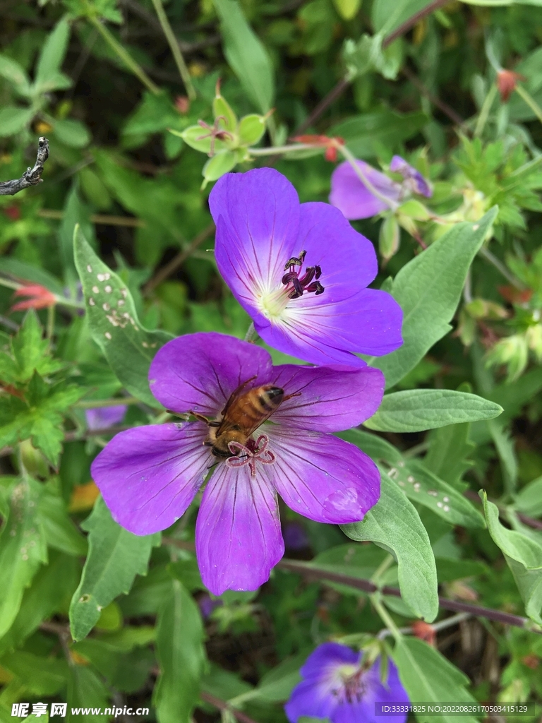 蜜蜂 授粉