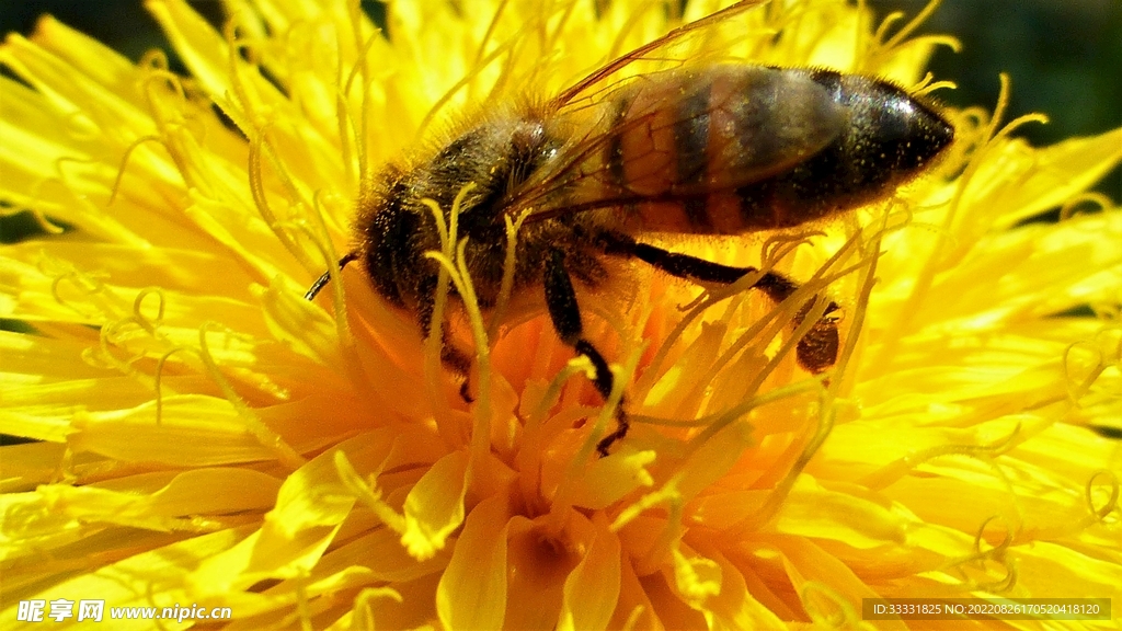蜜蜂 授粉