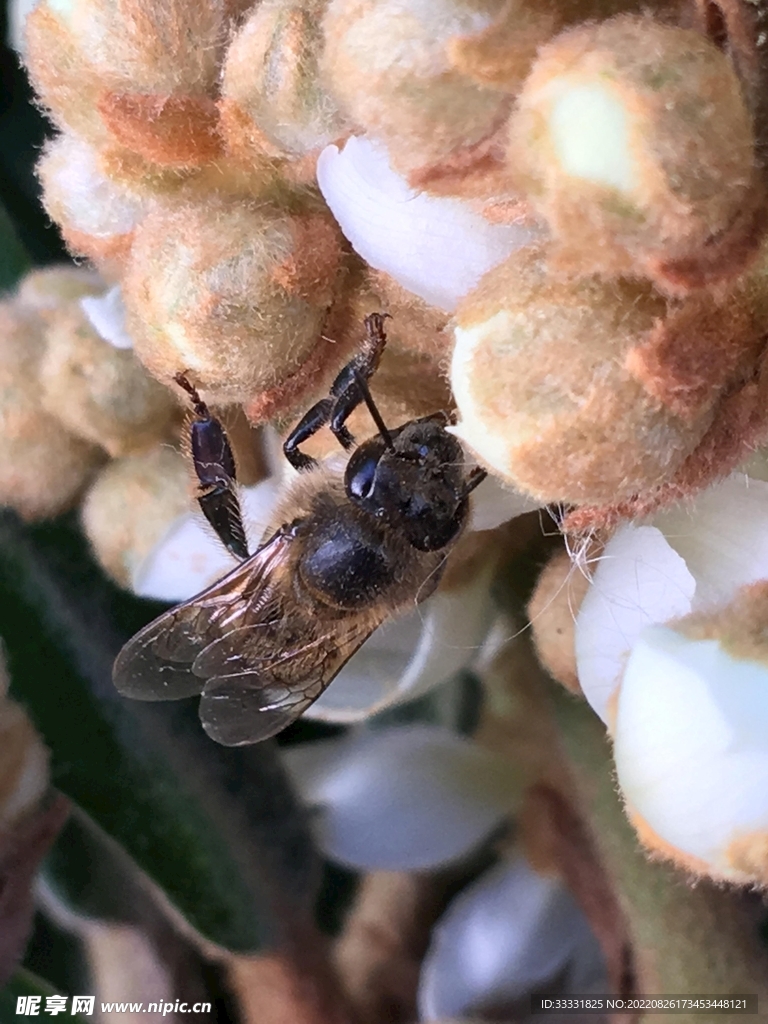 蜜蜂 授粉