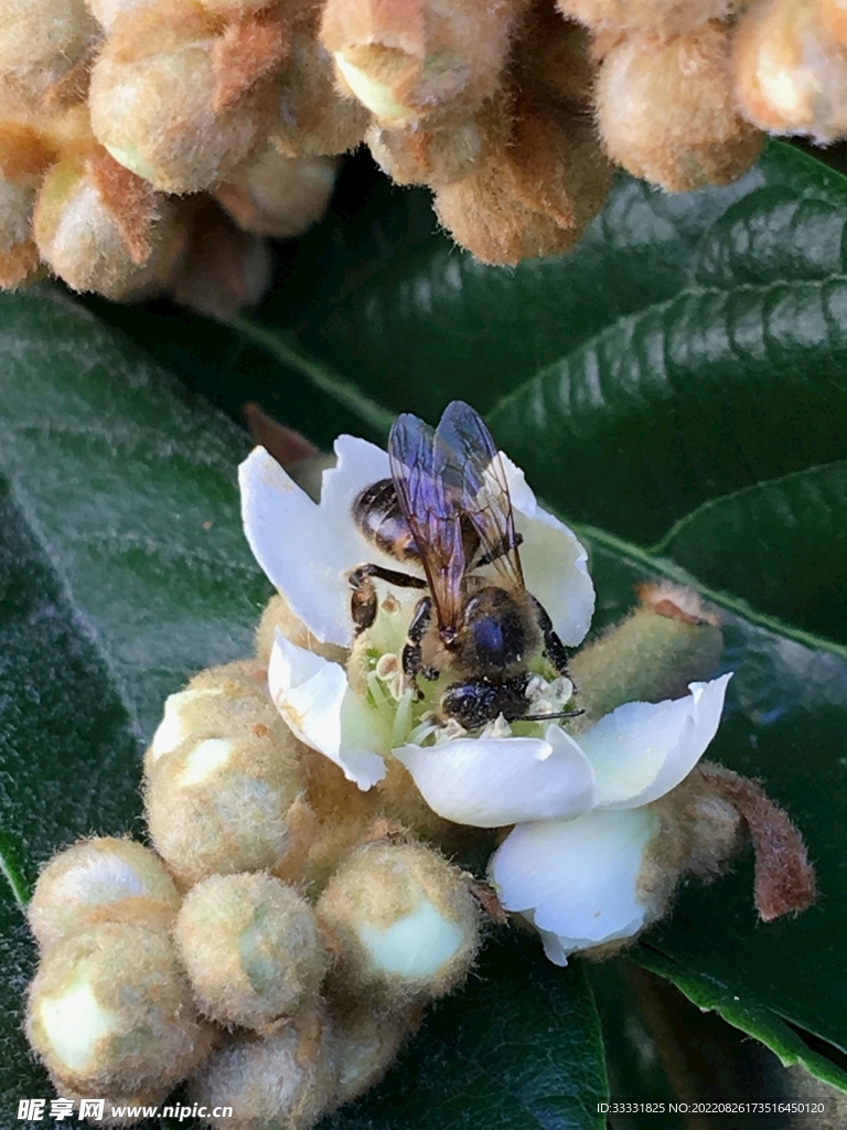 蜜蜂 授粉