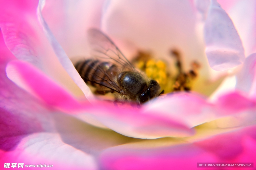 蜜蜂 授粉