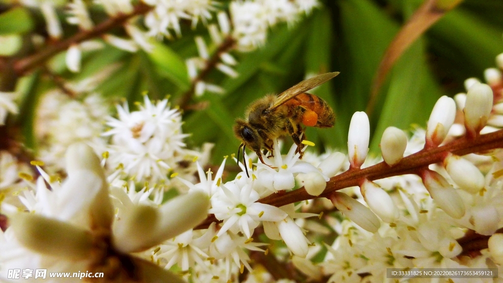 蜜蜂 授粉