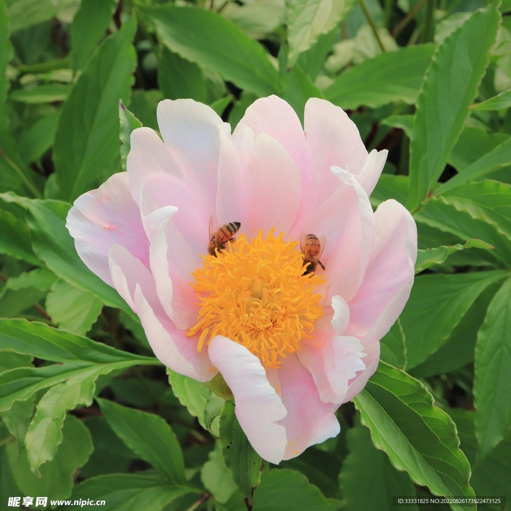 蜜蜂 授粉