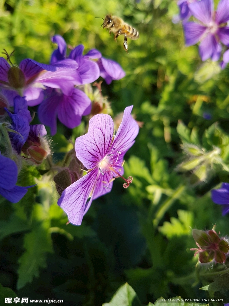 蜜蜂 授粉