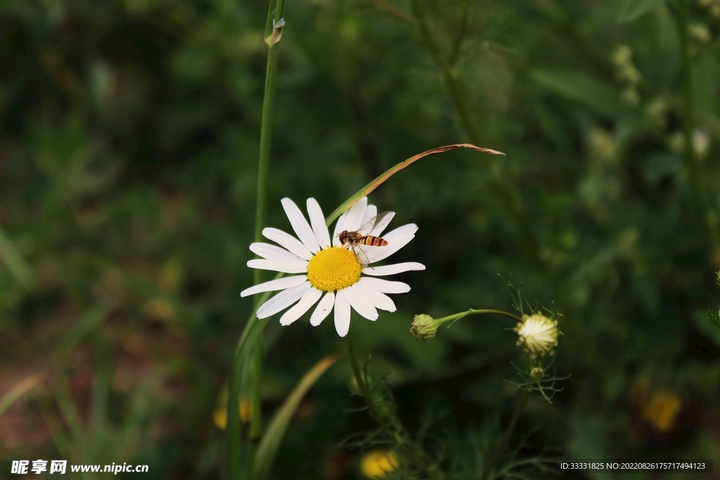 蜜蜂 授粉