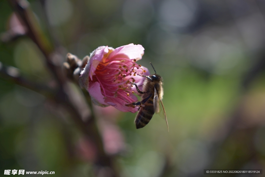 蜜蜂 授粉