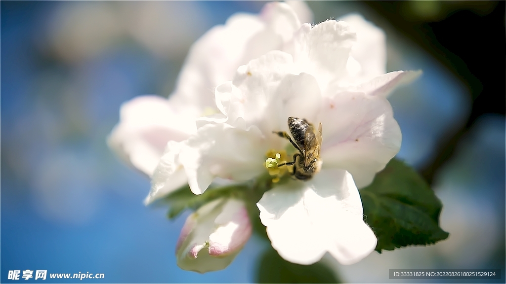 蜜蜂 授粉