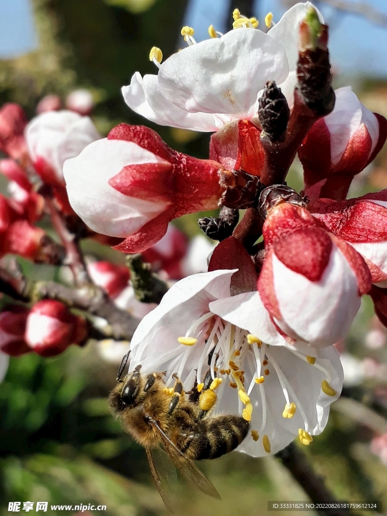 蜜蜂 授粉