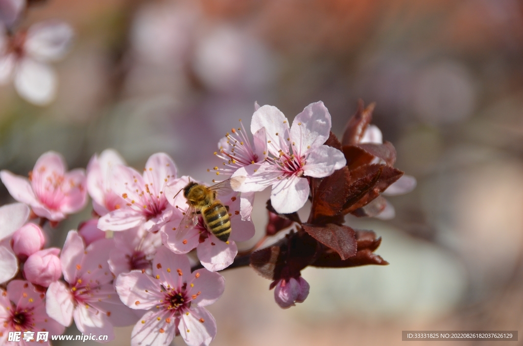 蜜蜂 授粉