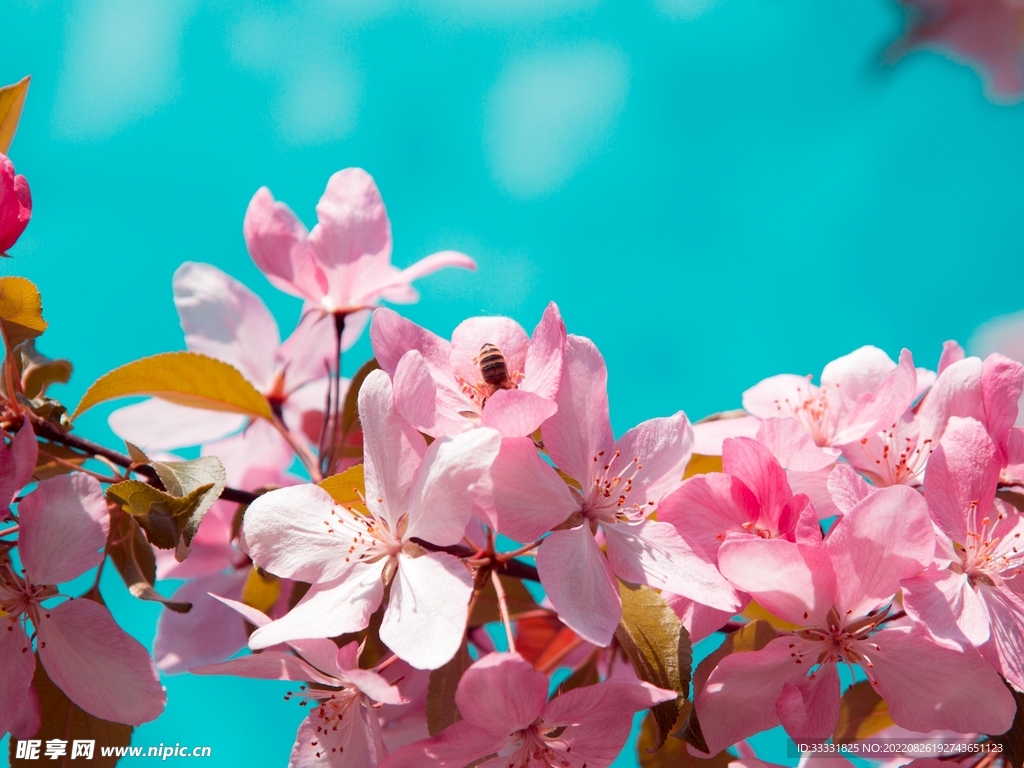 蜜蜂 授粉