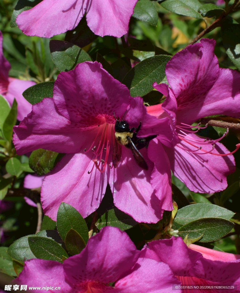 蜜蜂 授粉
