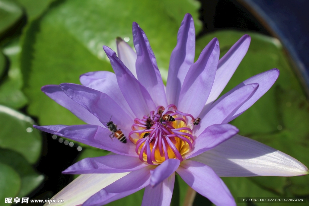 蜜蜂 授粉