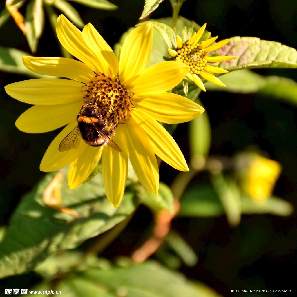 蜜蜂 授粉