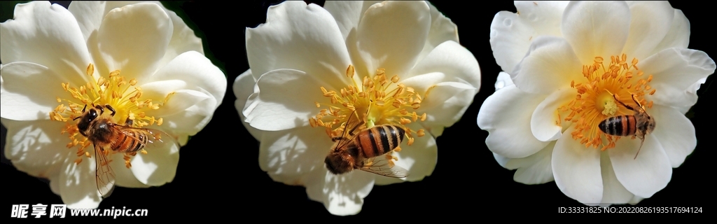 蜜蜂 授粉