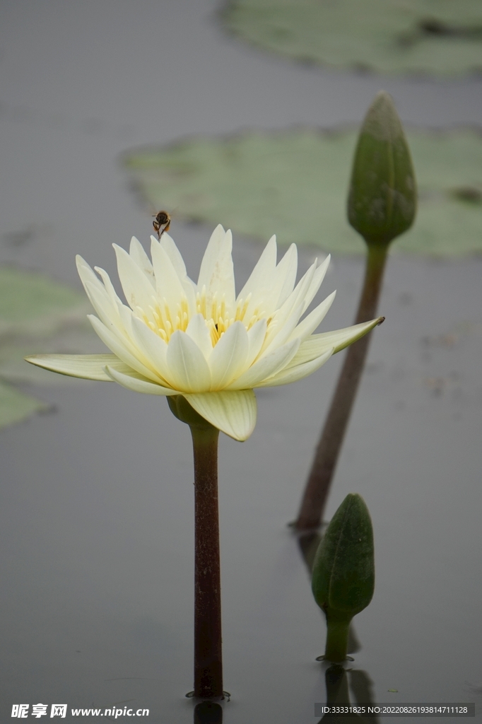 蜜蜂 授粉