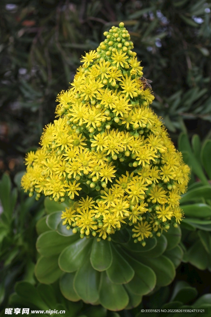 蜜蜂 授粉