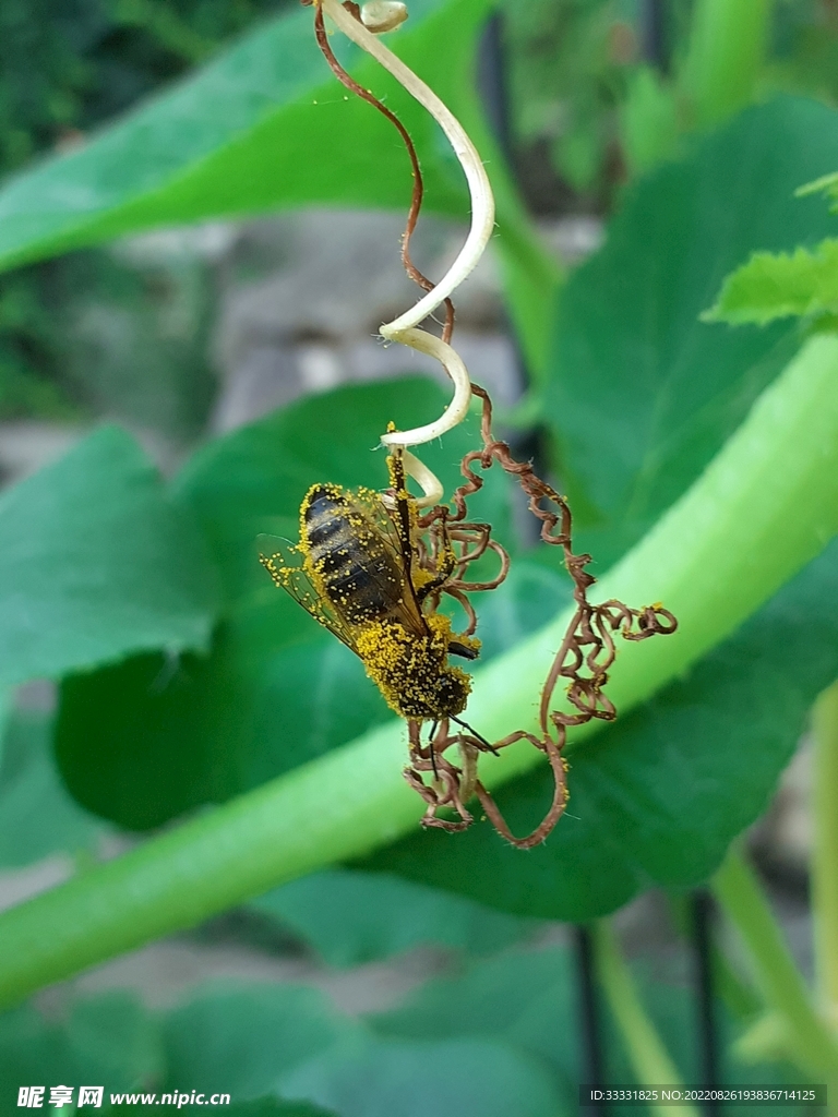 蜜蜂 授粉