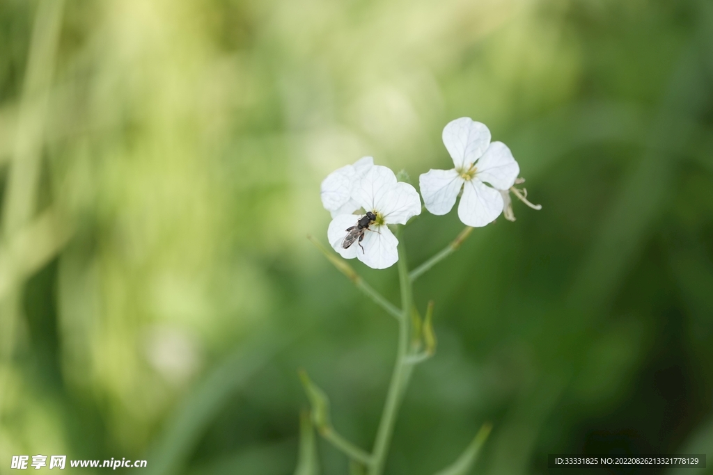 蜜蜂 授粉