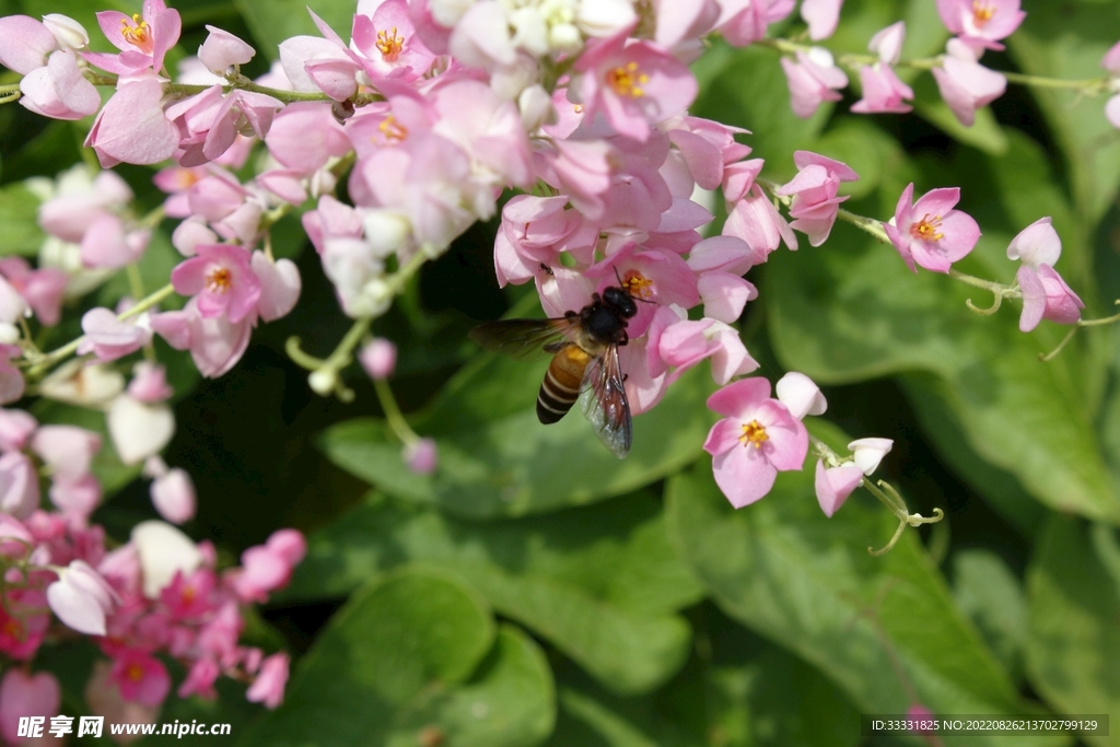 蜜蜂 授粉