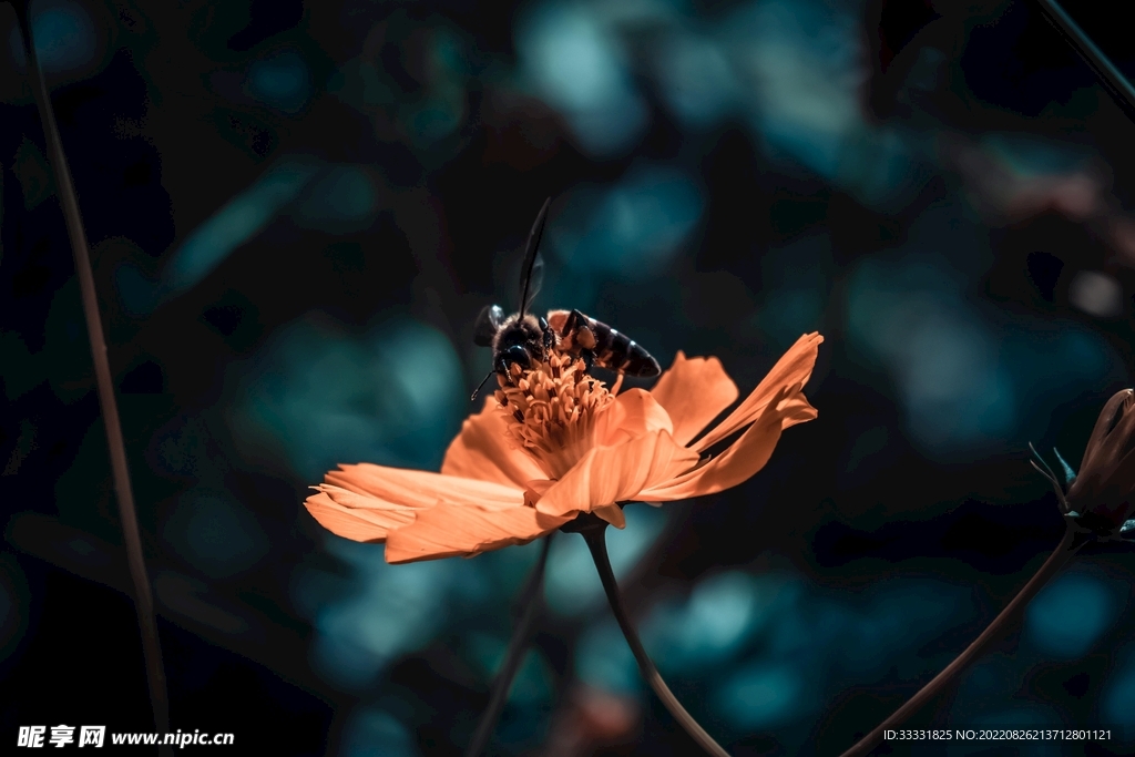 蜜蜂 授粉